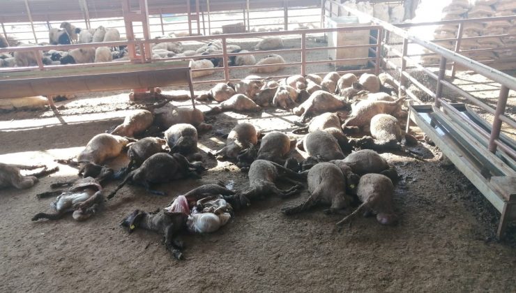 Mersin’de ağıla giren köpekler 50 küçükbaş hayvanı telef etti