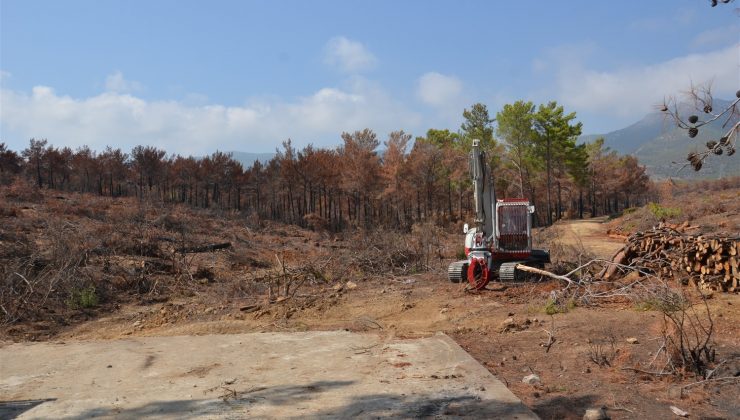 Mersin’de yanan ormanlık alanlar ağaçlandırılacak