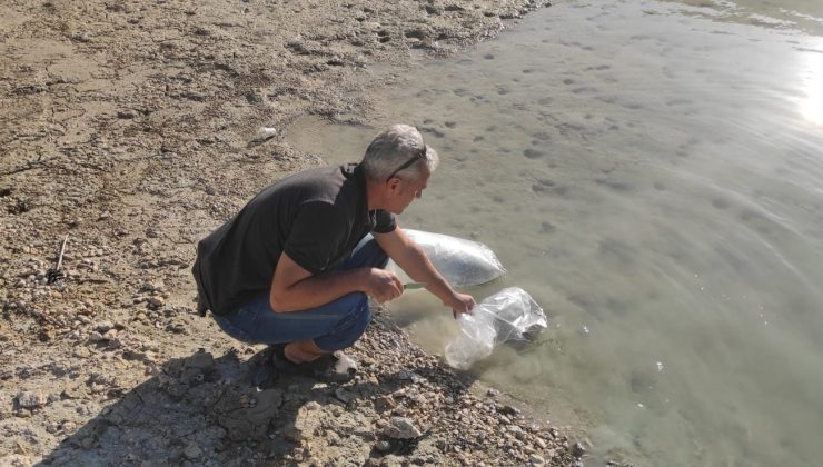 Mersin’deki su kaynaklarına 200 bin adet yavru sazan bırakıldı