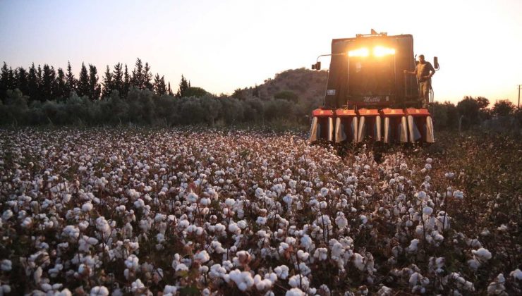Milas’ta pamuk hasadı başladı