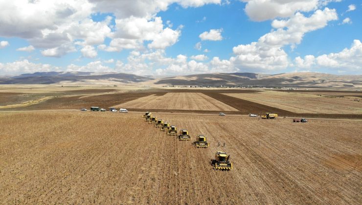 Muş Ovası’nda ayçiçeği hasadı başladı