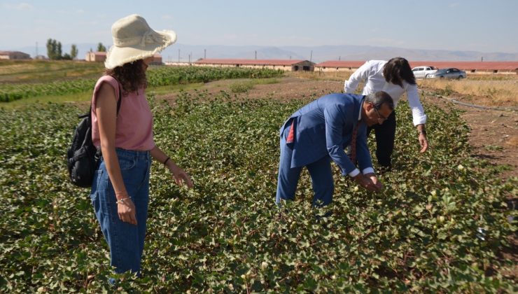 Muş Ovası’nda pamuk üretimi