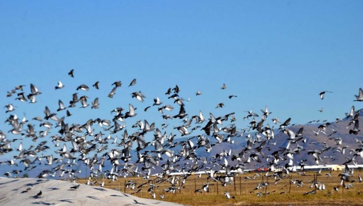 Muş’ta binlerce kuş hasadı yapılan tahıl yığınlarını mesken tuttu