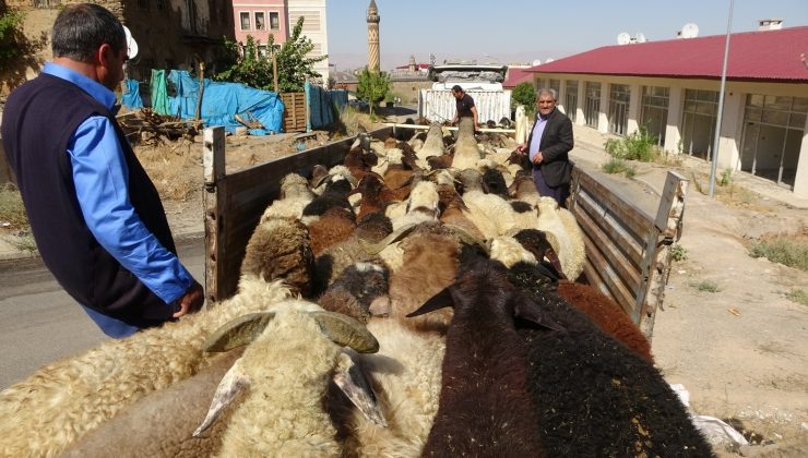 Muş’tan büyük şehirlere kuzu sevkiyatı