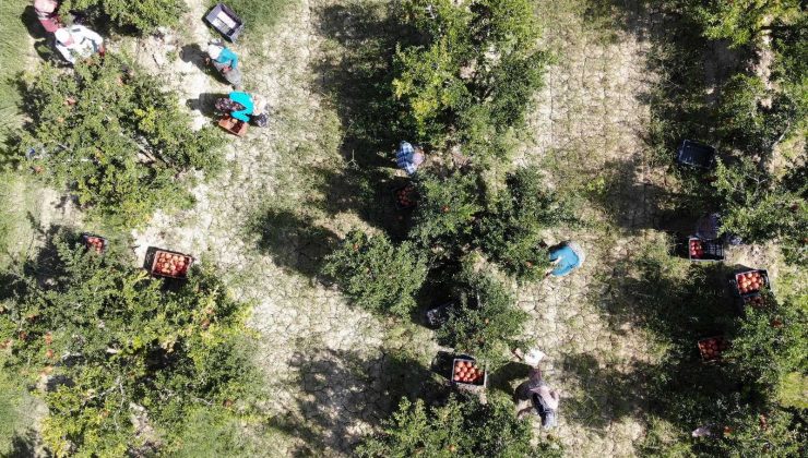 Nar üreticisinin yüzünü güldürecek