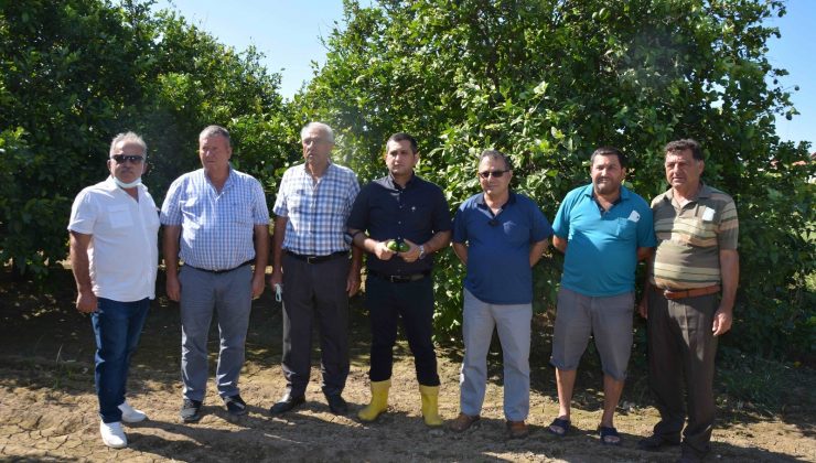 Narenciye üreticisi destek bekliyor