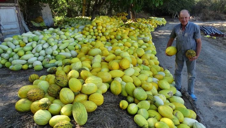 Nefis kavunlarını yıllardır ata tohumlarından yetiştiriyor