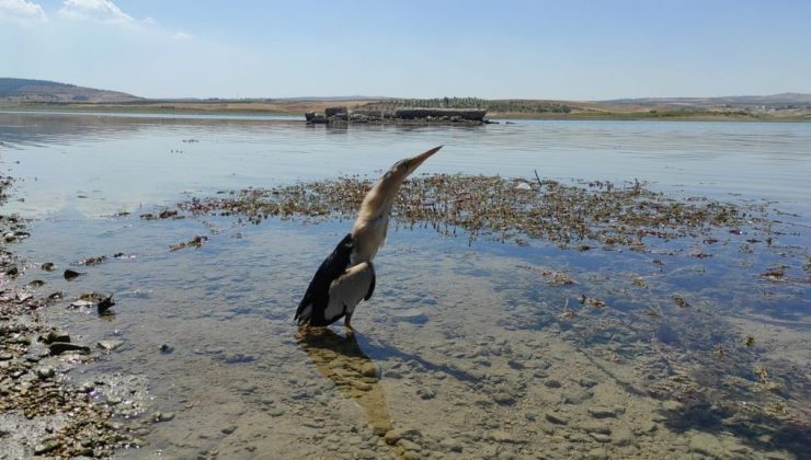 Nesli tükenme tehlikesi altında olan iki balaban kuşu bulundu