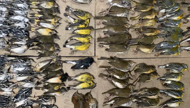 New York’ta yüzlerce kuş gökdelenlere çarparak öldü