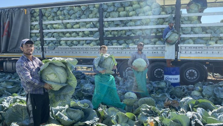 Niğde’de beyaz lahana hasadı başladı