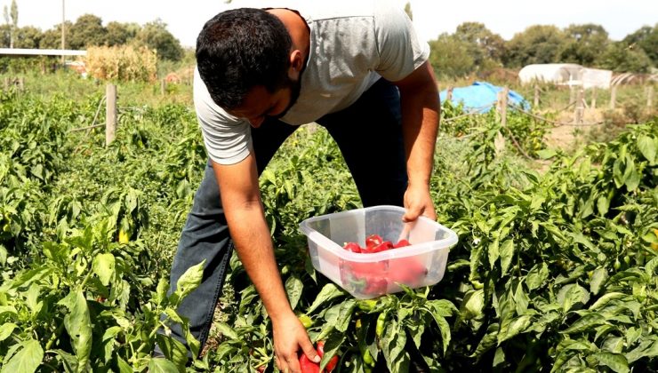 Kent Bostanları’nda tohum alma zamanı