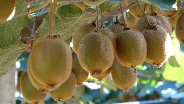 Ordu kivisinde ’erken hasat’ uyarısı