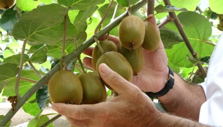 Ordu kivisinde rekolte kaybı bekleniyor