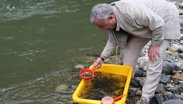 Ordu’nun derelerine 50 bin alabalık