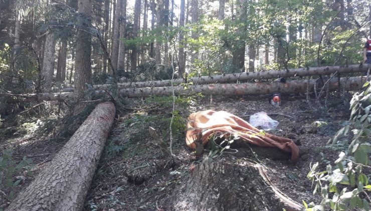 Orman işçisi kestiği ağacın altında hayatını kaybetti