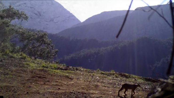 Ormanın hayalet kedisi Karakulak, Antalya sınırlarında görüntülendi