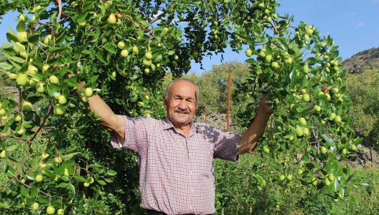 Başkent’in yanı başında yetişen Çin hurması: “Hünnap”