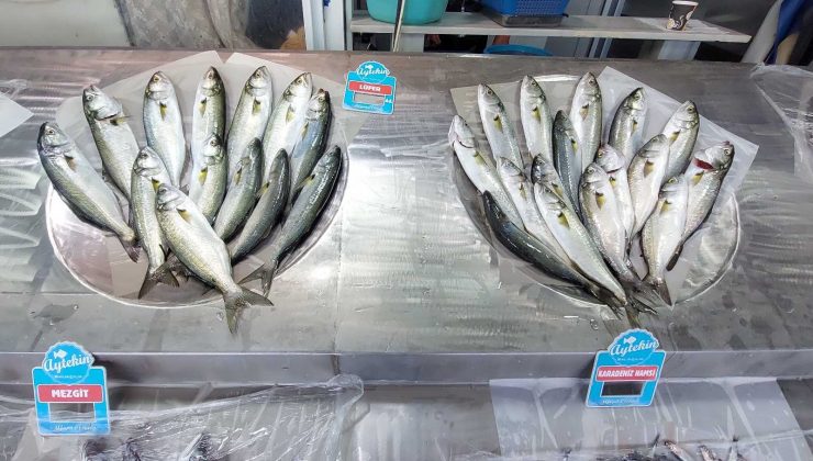 (Özel) Denizin paşası Lüfer tahtını geri aldı: 70’ten 50 liraya indi