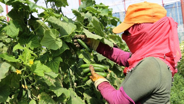 Kuraklık Vanlı çiftçileri vurdu