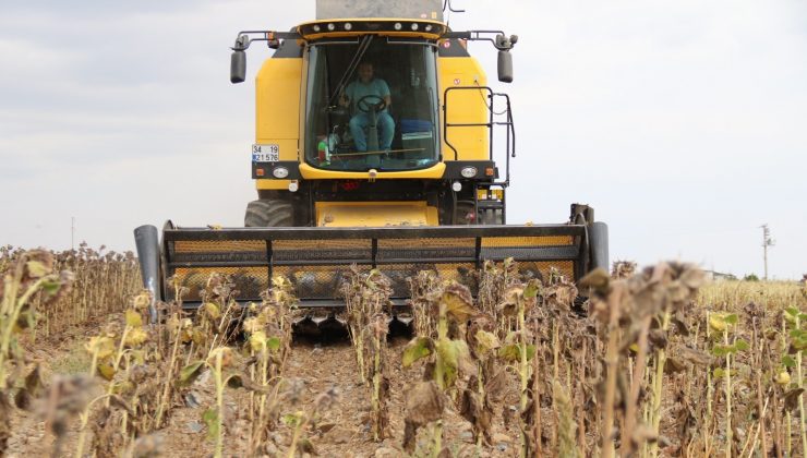 Ayçiçeği hasadı üreticilerin yüzünü güldürdü