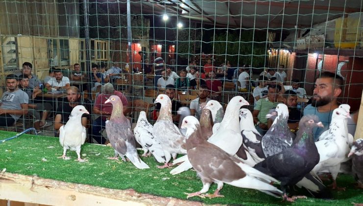 Patentli güvercinler Aydın’dan Denizli’ye uçtu