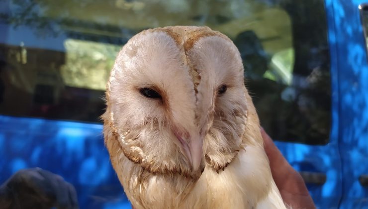 Peçeli baykuş elektrik direğine takıldı