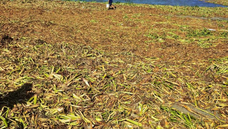 Petrol atıklarının ardından şimdi de ‘su canavarı’ alarmı