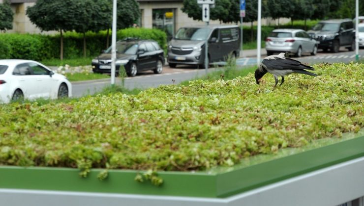 Polonya’da otobüs duraklarının çatılarına “mini bahçe” yapıldı