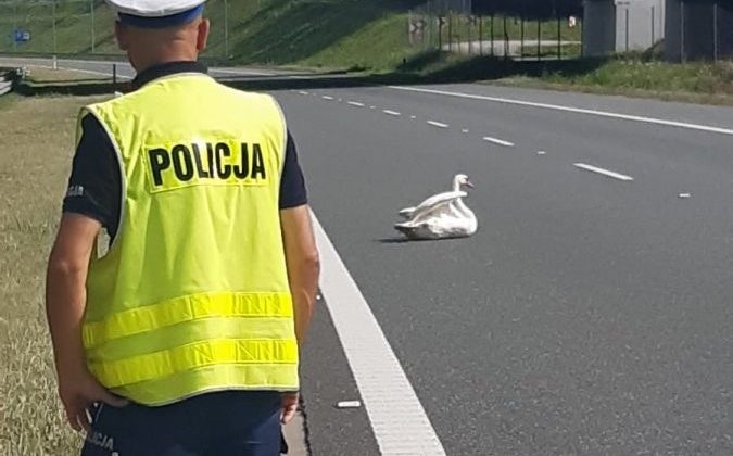 Polonya’da yaralı kuğu otobanı kilitledi