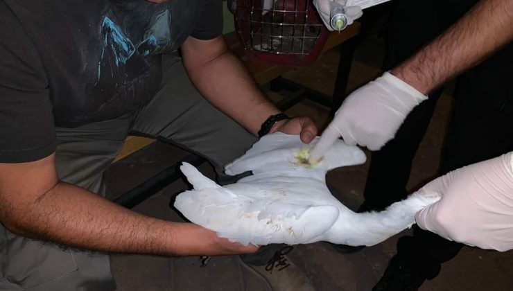 Rüzgardan etkilenen Ak balıkçılar tedavi altına alındı