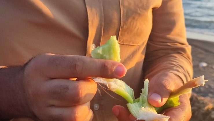 Samandağ sahilini istilacı su sümbülleri kapladı