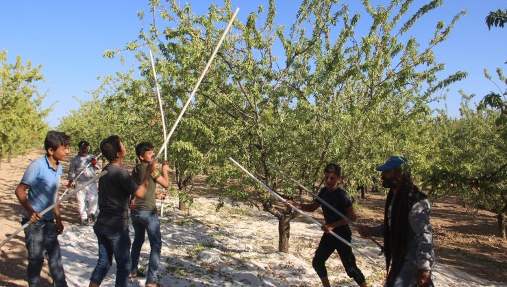Şanlıurfa bademi Adıyaman bademine rakip oluyor