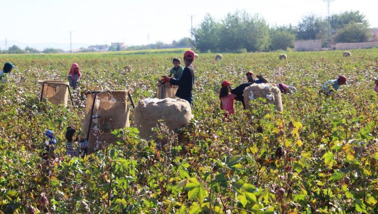 Şanlıurfa’da beyaz altın hasadı başladı
