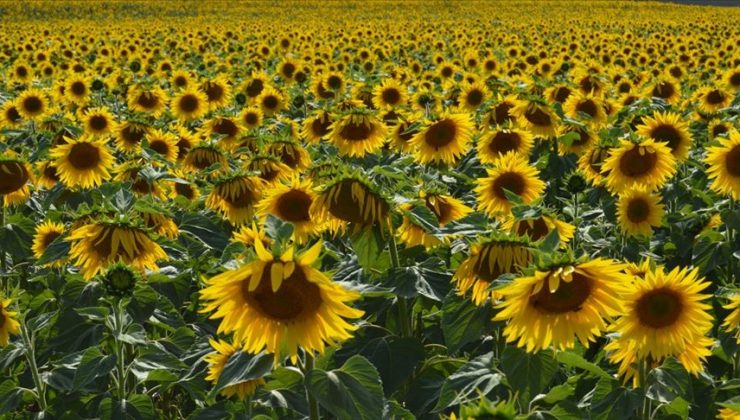 Sarı: “Kayıpları en aza indirebilmek için üreticilerimizle birlikte çalışacağız”