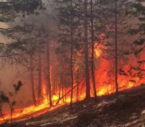 Sarıkamış Ormnları’nda korkutan yangın, ekiplerin müdahalesi sürüyor