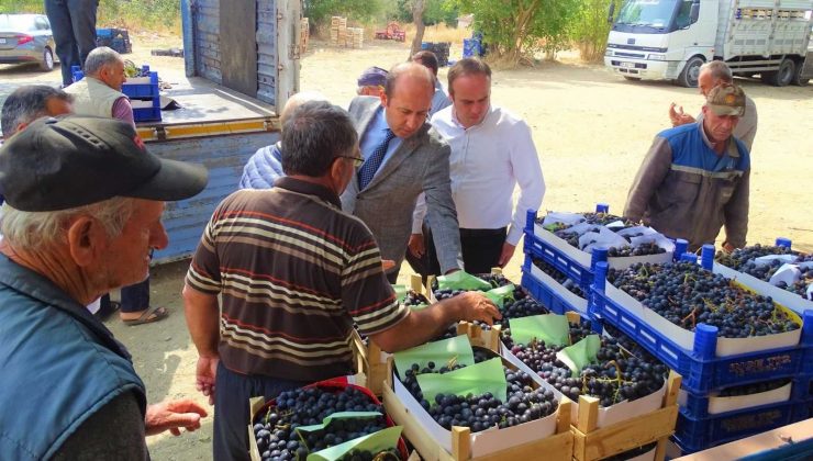Şarköy sofralık üzümleri İstanbul’a gönderiliyor