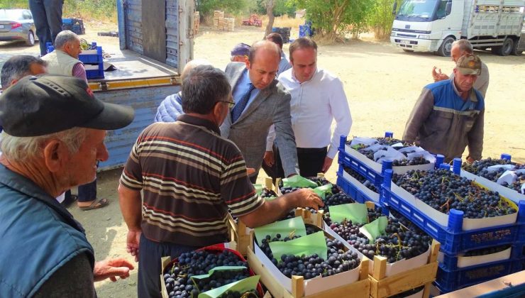 Şarköy sofralık üzümleri İstanbul’a gönderiliyor