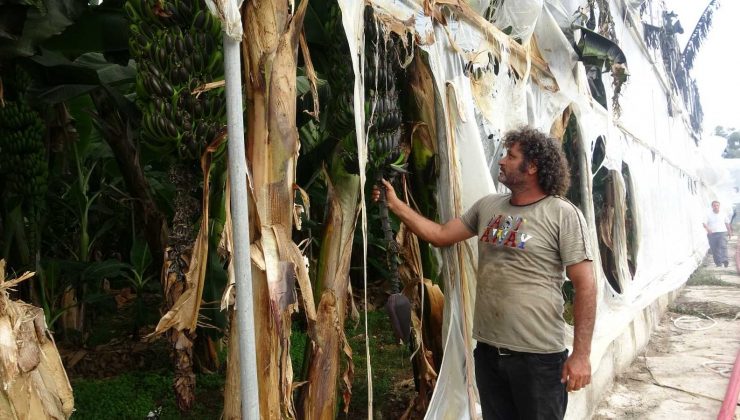 Sazlıkta çıkan yangın muz serasını yaktı