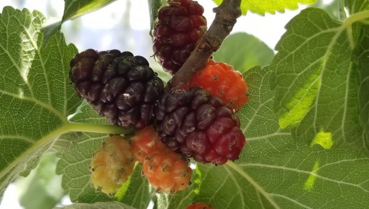 Şebinkarahisar Karadutu coğrafi işaret tescili aldı