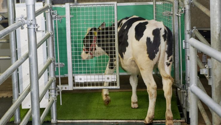 Sera gazı emisyonunu azaltmak için ineklere tuvalet eğitimi verildi