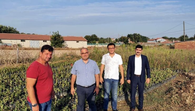 Şifa kaynağı aronya Mudanya’da üretilecek