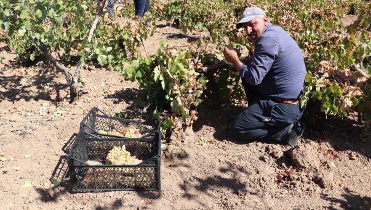 Siirtli çiftçiler devlet desteğiyle pestil yapmaya başladı