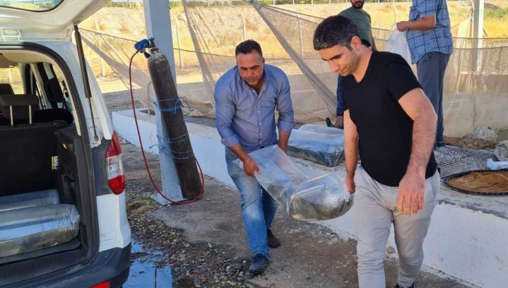 Siirt’te 2 milyon 70 bin pullu sazan yavrusu suyla buluştu