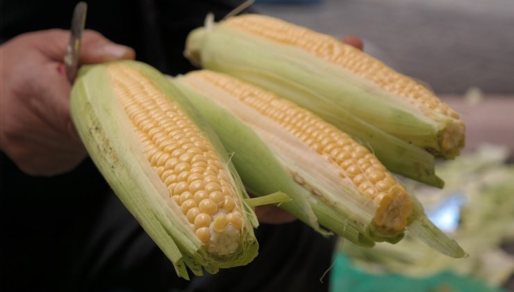 Silajlık mısır süt mısırının önünü kesti