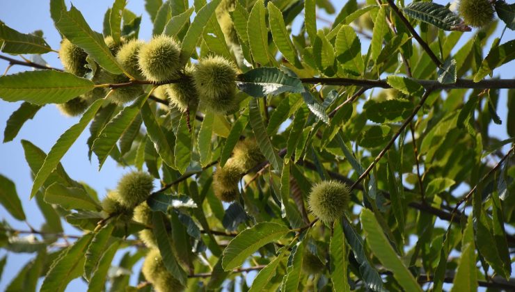 Sinop’ta kestane hasadı zamanı: “Kuzu kestanesi” tezgahlarda