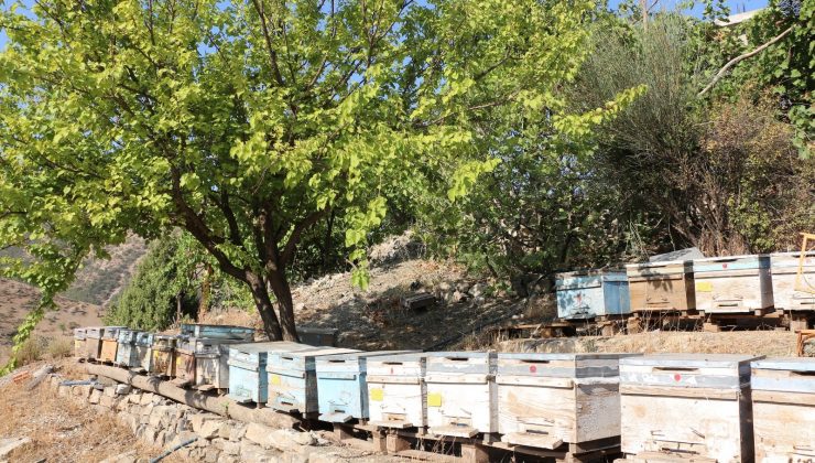 Şırnak’ta yılın son bal hasadı yapıldı