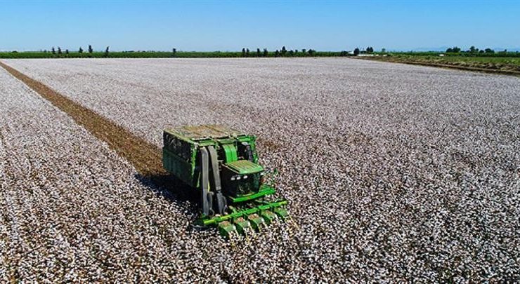 Söke’de 2021 yılı pamuk toplama ücretleri açıklandı
