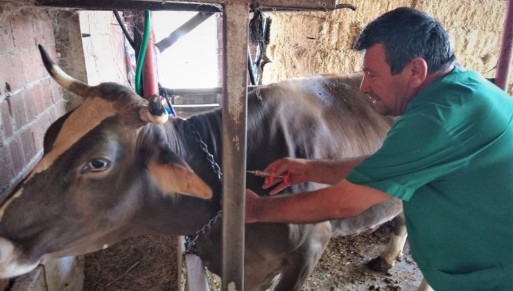 Sonbahar şap aşılama kampanyası