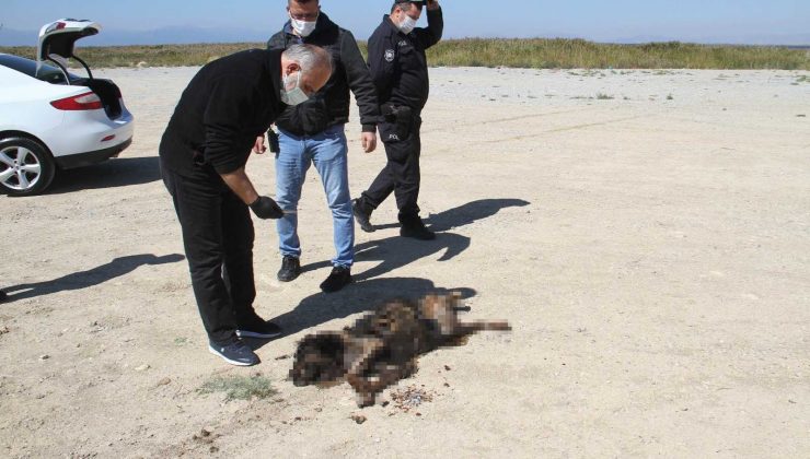 Sosyal medyada yakıldığı iddia edilen köpeğe araba çarpmış