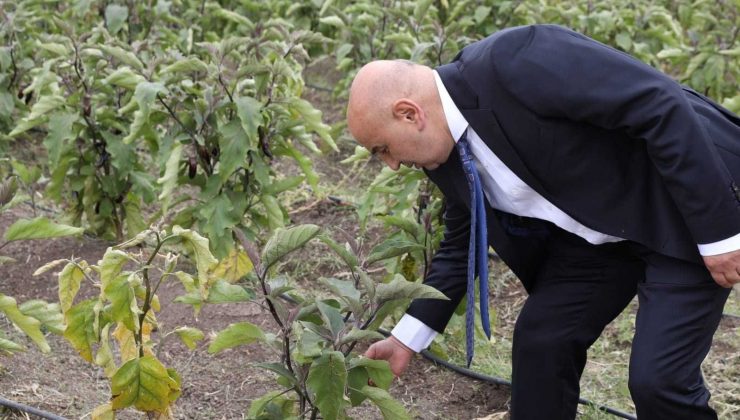 STK üyeleri doğal bostanı gezdi, mahsul topladı
